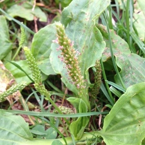 Photographie n°344511 du taxon Plantago major L. [1753]