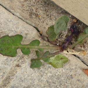 Photographie n°344537 du taxon Sonchus oleraceus L. [1753]