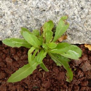 Photographie n°344538 du taxon Lactuca serriola L. [1756]