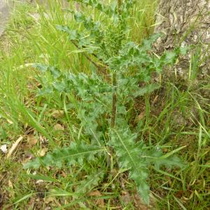 Photographie n°344573 du taxon Cirsium arvense (L.) Scop. [1772]