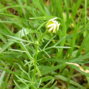 Photographie n°344577 du taxon Tripleurospermum inodorum (L.) Sch.Bip. [1844]