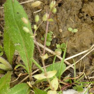 Photographie n°344578 du taxon Cerastium fontanum Baumg. [1816]