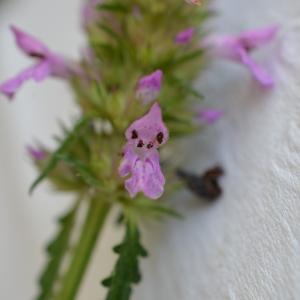 Photographie n°344595 du taxon Betonica officinalis L. [1753]