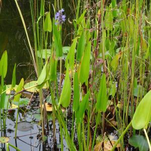 Photographie n°344614 du taxon Pontederia cordata L. [1753]