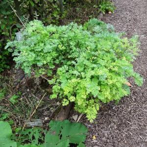 Photographie n°344630 du taxon Artemisia absinthium L. [1753]