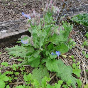 Photographie n°344632 du taxon Borago officinalis L. [1753]