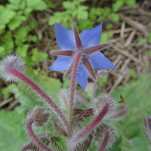 Photographie n°344633 du taxon Borago officinalis L. [1753]