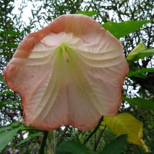 Photographie n°344654 du taxon Brugmansia suaveolens (Humb. & Bonpl. ex Willd.) Bercht. & J.Presl [1823]