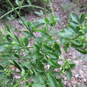 Photographie n°344904 du taxon Jasminum fruticans L. [1753]