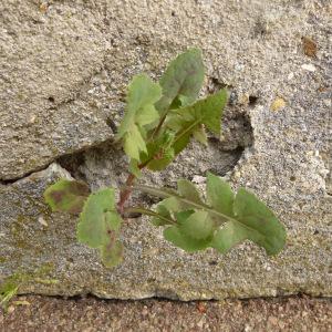 Photographie n°344925 du taxon Sonchus oleraceus L. [1753]