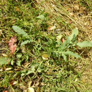 Photographie n°344970 du taxon Papaver rhoeas L.