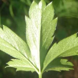  - Potentilla aurea L. [1756]