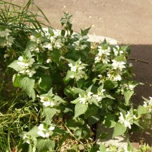 Photographie n°344982 du taxon Lamium album L.