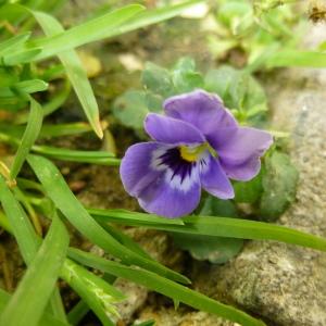 Photographie n°344985 du taxon Viola tricolor L. [1753]
