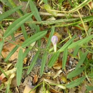 Photographie n°344990 du taxon Vicia sativa L. [1753]