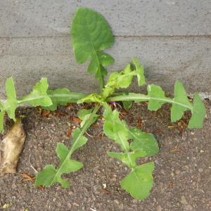 Photographie n°345041 du taxon Sonchus oleraceus L. [1753]