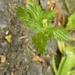 Photographie n°345073 du taxon Urtica dioica L. [1753]