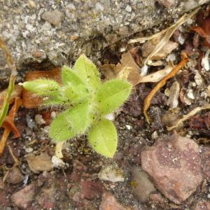 Photographie n°345075 du taxon Cerastium fontanum Baumg. [1816]