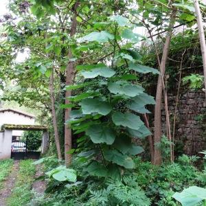 Photographie n°345128 du taxon Arctium lappa L. [1753]