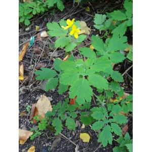 Chelidonium majus L. subsp. majus