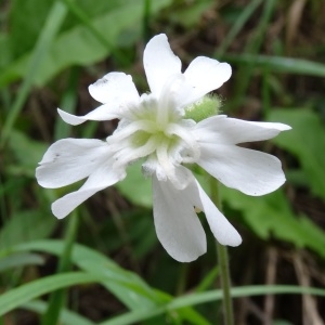 Photographie n°345150 du taxon Silene latifolia subsp. alba (Mill.) Greuter & Burdet [1982]