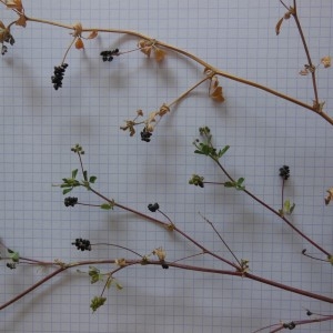 Photographie n°345177 du taxon Medicago lupulina L.