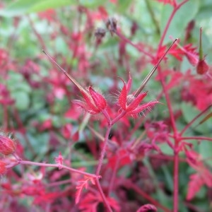 Photographie n°345263 du taxon Geranium robertianum L.