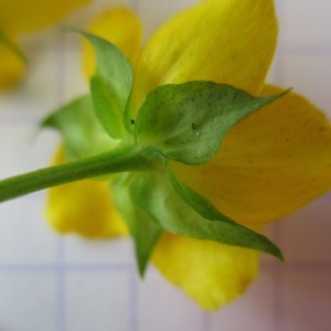 Photographie n°345271 du taxon Lysimachia nummularia L.