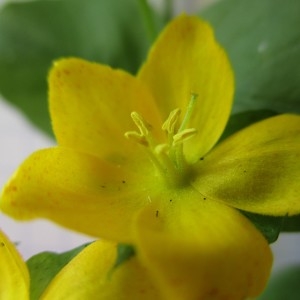 Photographie n°345272 du taxon Lysimachia nummularia L.