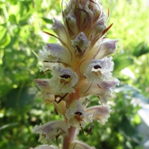 Photographie n°345275 du taxon Orobanche picridis F.W.Schultz