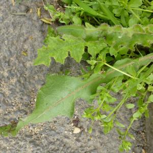 Photographie n°345300 du taxon Picris hieracioides L. [1753]