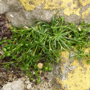 Photographie n°345301 du taxon Sagina procumbens L. [1753]