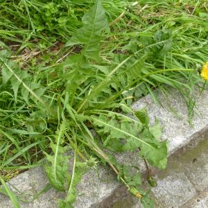 Photographie n°345324 du taxon Taraxacum F.H.Wigg. [1780]