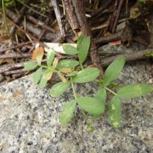 Photographie n°345336 du taxon Vicia sativa L. [1753]