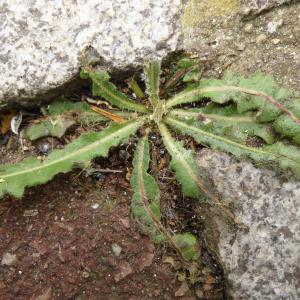 Photographie n°345338 du taxon Picris hieracioides L. [1753]