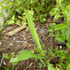 Photographie n°345359 du taxon Lactuca serriola L. [1756]