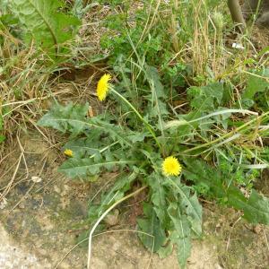 Photographie n°345367 du taxon Taraxacum F.H.Wigg. [1780]