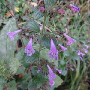 Photographie n°345388 du taxon Clinopodium nepeta subsp. sylvaticum (Bromf.) Peruzzi & F.Conti