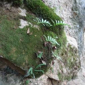 Photographie n°345412 du taxon Polypodium cambricum L. [1753]