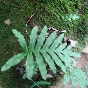 Photographie n°345413 du taxon Polypodium cambricum L. [1753]