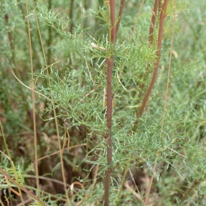 Photographie n°345423 du taxon Jacobaea adonidifolia (Loisel.) Mérat [1812]