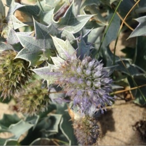 Photographie n°345432 du taxon Eryngium maritimum L. [1753]