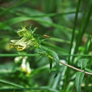 Photographie n°345477 du taxon Melampyrum pratense L. [1753]