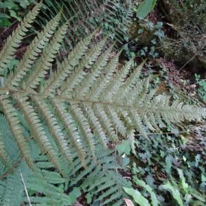 Photographie n°345497 du taxon Polystichum setiferum (Forssk.) T.Moore ex Woyn. [1913]