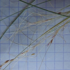 Photographie n°345644 du taxon Stipa capillata L.