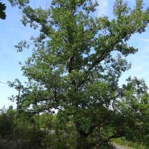 Photographie n°345667 du taxon Quercus petraea subsp. petraea