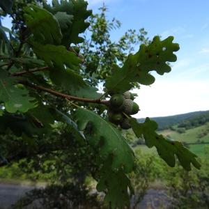 Photographie n°345668 du taxon Quercus petraea subsp. petraea