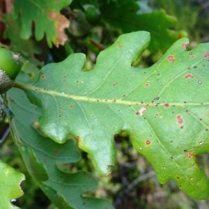 Photographie n°345669 du taxon Quercus petraea subsp. petraea