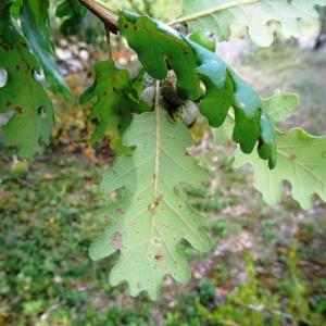Photographie n°345670 du taxon Quercus petraea subsp. petraea