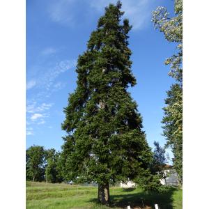 Abies pinsapo Boiss. var. pinsapo